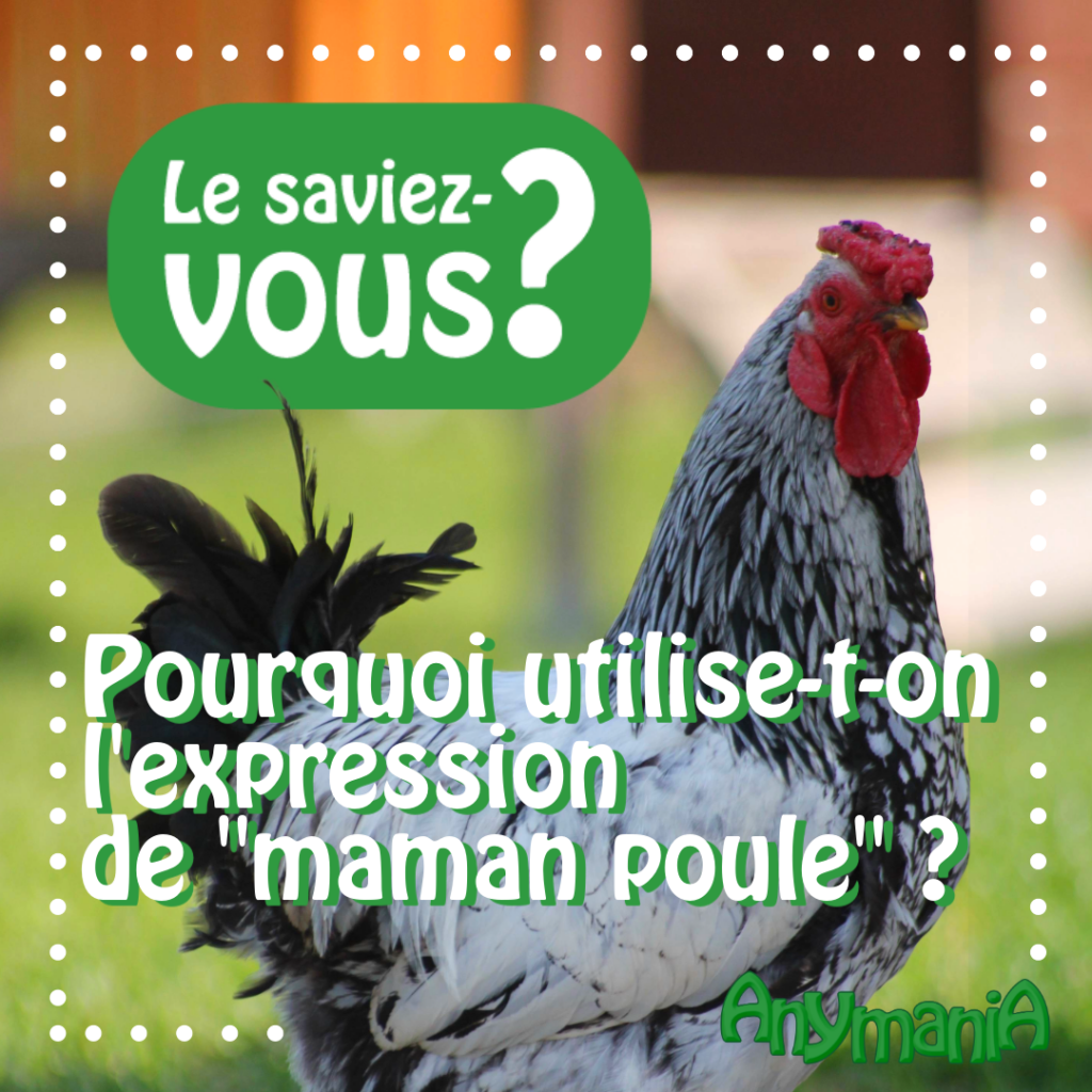 Le Saviez-Vous - Pourquoi utilise-t-on l'expression de "maman poule" ?