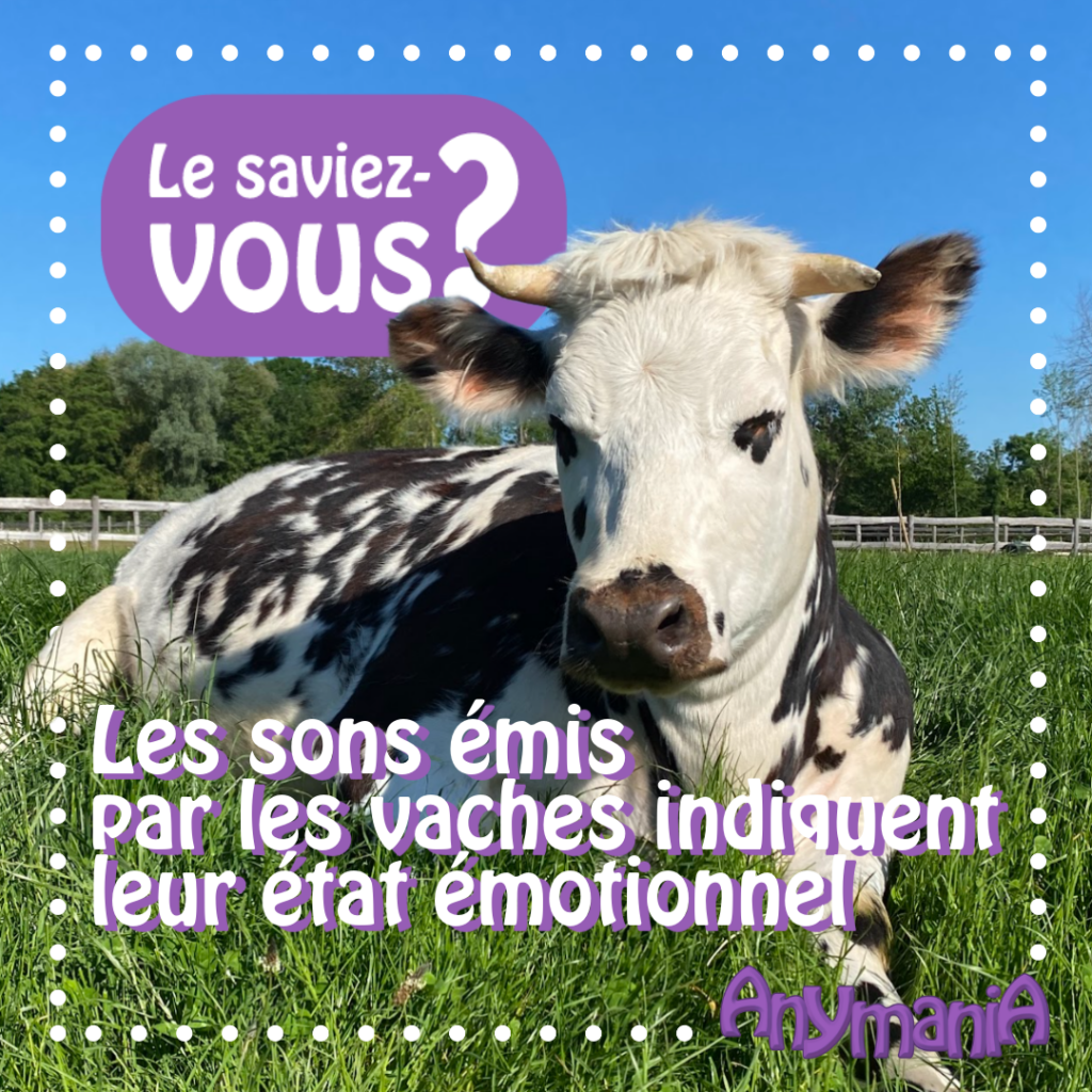 Le Saviez-Vous - Les sons émis par les vaches indiquent leur état émotionnel.